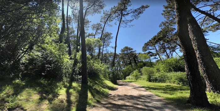 Forêt de la Pignada Anglet – promenade nature entre océan et forêt
