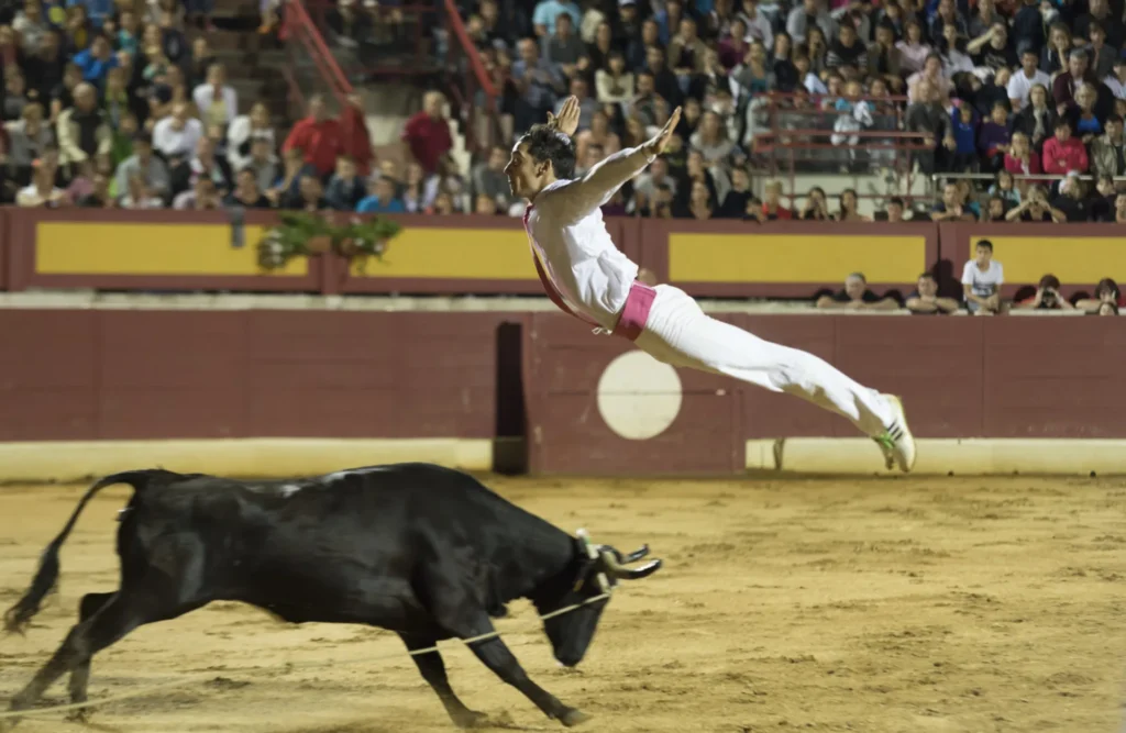Course landaise acrobat leaping over bull at Vieux-Boucau arena near Moliets Camping Les Cigales