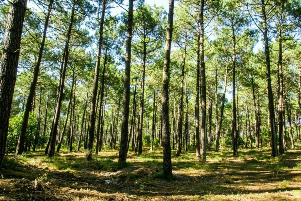 Landes maritime pine forest sunlit path near Messanges – natural setting of Camping Le Vieux Port