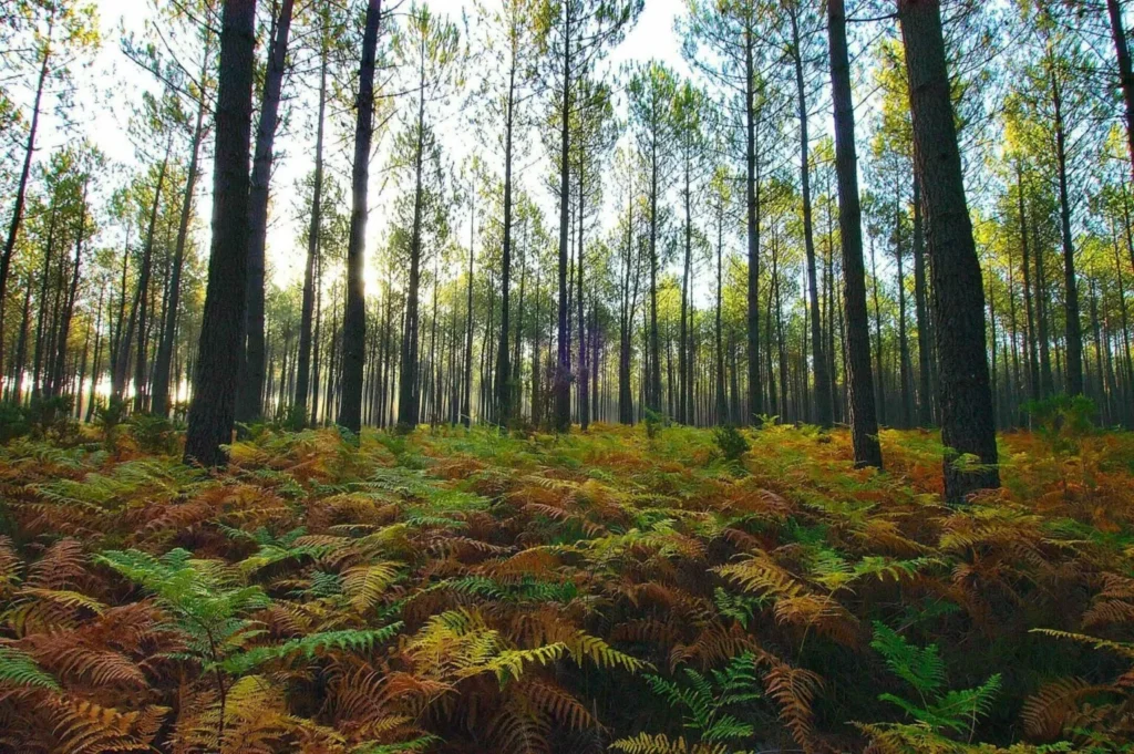 Landes pine forest with fern carpet near Messanges – natural landscape close to Camping Le Vieux Port